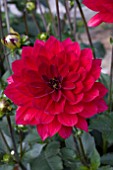 DAHLIA TAXCO