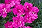 DIANTHUS DIANTICA ORCHID