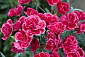 DIANTHUS DIANTICA BURGUNDY