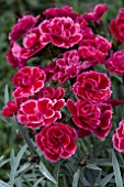 DIANTHUS DIANTICA BURGUNDY