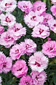 DIANTHUS DIANTICA LAVENDER WITH EYE