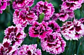 DIANTHUS DIANTICA LILAC WITH EYE