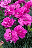 DIANTHUS DIANTICA ORCHID