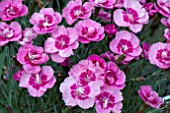 DIANTHUS DIANTICA PINK WITH EYE