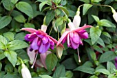 FUCHSIA IRENE SINTON