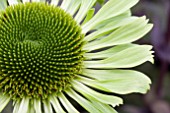 ECHINACEA GREEN JEWEL