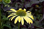 ECHINACEA MOODZ SHINY YELLOW