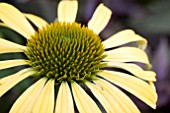 ECHINACEA MOODZ SHINY YELLOW