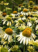 ECHINACEA MOODZ YELLOW