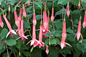 FUCHSIA BILLY GRAHAM