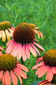 ECHINACEA MOODZ JOY ORANGE