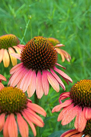 ECHINACEA_MOODZ_JOY_ORANGE