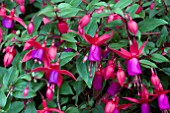 FUCHSIA KOMEET