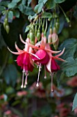 FUCHSIA LAURA