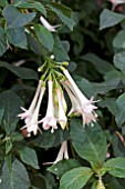 FUCHSIA OUR TED