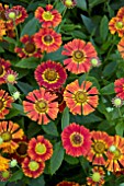 HELENIUM SALSA