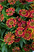 HELENIUM SIESTA