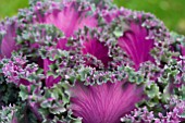 BRASSICA OLERACEA NAGOYA RED KALE