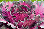 BRASSICA OLERACEA PIGEON PURPLE KALE