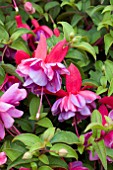 FUCHSIA JOAN TAYLOR
