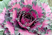 BRASSICA OLERACEA PIGEON PURPLE KALE