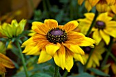 RUDBECKIA SUMMERINA YELLOW