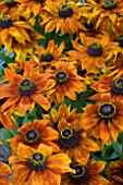 RUDBECKIA SUMMERINA ORANGE