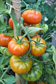 SOLANUM LYCOPERSICUM  BELRICCIA