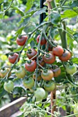 SOLANUM LYCOPERSICUM  ROSELLA