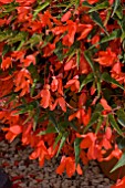 BEGONIA STARSHIP ORANGE