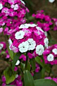 DIANTHUS BARBATUS DASH MAGICIAN