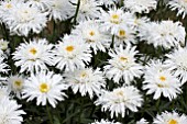 LEUCANTHEMUM SANTE