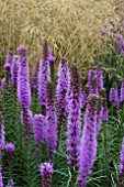 LIATRIS SPICATA AND ORNAMENTAL GRASS