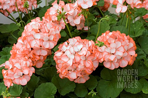 PELARGONIUM_HORIZON_DIVAS_ORANGE_ICE