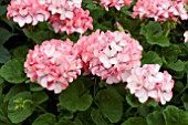 PELARGONIUM HORIZON DIVAS PETTICOAT