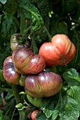 TOMATO INDIGO BLUE BEAUTY