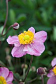 ANEMONE JAPONICA CINDERELLA