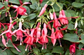 FUCHSIA PATRICIA HODGE