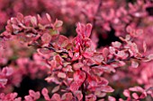 BERBERIS THUNBERGII STARBURST AUTUMN COLOUR