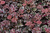 HEUCHERA CRIMSON CURLS