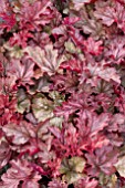 HEUCHERA GINGER SNAP