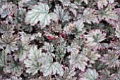 HEUCHERA KIRA ROCKIES