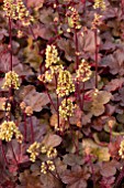 HEUCHERA LITTLE CUTIES BLONDIE