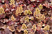 HEUCHERA LITTLE CUTIES BLONDIE