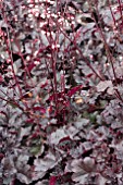 HEUCHERA LITTLE CUTIES COCO