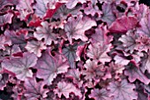 HEUCHERA SUGARBERRY