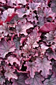 HEUCHERA SUGARBERRY