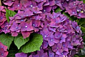 HYDRANGEA DEEP PURPLE