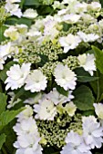 HYDRANGEA MACROPHYLLA KORIA