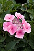 HYDRANGEA MACROPHYLLA ZORRO PINK